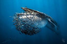 Image result for Single Breath Counting