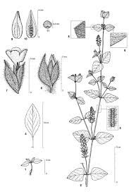 Image result for Nelsonia canescens