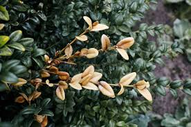 Image result for Buxaceae