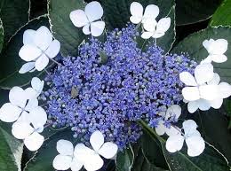 Shrubs dog friendly garden plants. Shrubs Gardening And Dogs