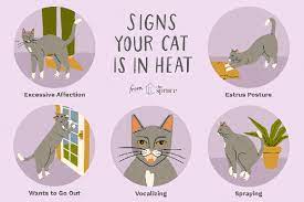 One stop shop for all your veterinary needs. How Long Does A Cat Stay In Heat The First Time Quora