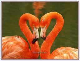Flamingo Kusu Forum Gercek Flamingo Kusu Hayvanlar