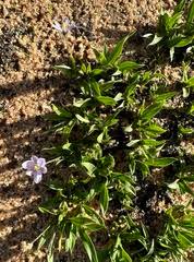 Image result for Xerophyta scabrida