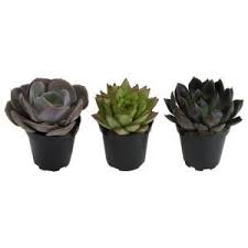 Altman Plants 9 Cm Assorted Desert Rose Echeveria Succulent Plant 3 Pack 0881005