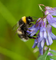 Image result for Bombus sporadicus