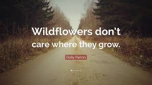 Country music icon dolly parton has been dishing dollyisms for decades. Dolly Parton Quote Wildflowers Don T Care Where They Grow