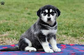 These siberian husky breeders located in california come from these cities: Goberian Puppies For Sale Greenfield Puppies