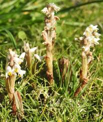 Image result for Zeuxine