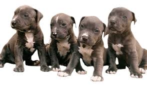 Maybe you would like to learn more about one of these? How Much Does An American Bully Cost