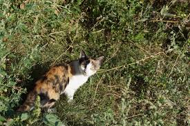 Incepe sa bati din palme. Pisica Ce Energii Negative EliminÄƒ Din Casa Ta O PisicÄƒ