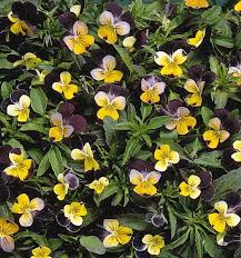 Check spelling or type a new query. Edible Flower List What You Should Know And Grow Johnny Jump Up List Of Flowers List Of Edible Flowers