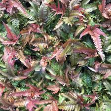 Image result for Pteris kivuensis