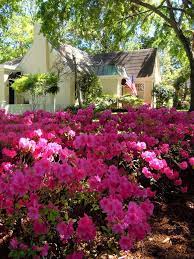 Azalea Trail History Visit Tyler Texas Azaleas Garden Azaleas Front Flower Beds