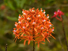 Image result for Cochlidium