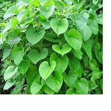 Image result for Tinospora