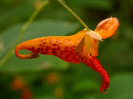 Image result for Impatiens zombensis