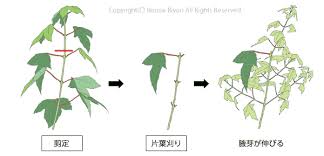 葉刈り キミのミニ盆栽びより