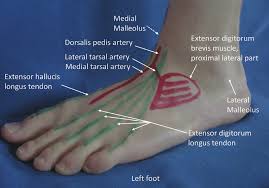 A tendon is band of tissue made up of many fibers. Anatomical Landmarks On The Dorsum Of The Left Foot Showing Surface Download Scientific Diagram