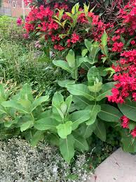 Image result for Triumfetta paradoxa