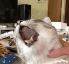 Cat Vomit Gifs Tenor