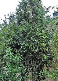 Image result for Eugenia aschersoniana