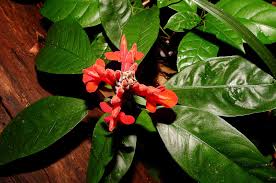 Image result for Pityrogramma aurantiaca