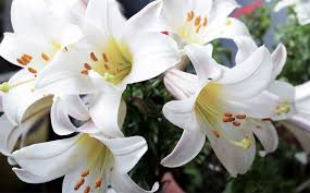 Here are some tips on taking care of your favorites: The Meaning Of Easter Lilies And Other Seasonal Plants Alsip Home Nursery