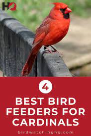 The 4 Best Bird Feeders For Cardinals That Actually Work Bird Watching Hq Best Bird Feeders Bird Feeders Bird Feeding Station
