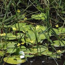 Image result for Nymphoides forbesiana