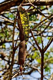 Image result for Cassia abbreviata