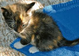 Nun ist die versorgung nicht mehr gewährleistet und sie suchen ein neues zuhause mit freigang oder eine futterstelle. Katzenbabys Suchen Neues Zuhause
