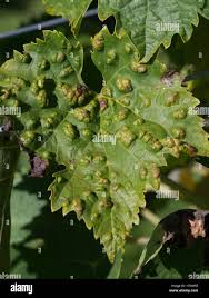 Image result for Colomerus vitis