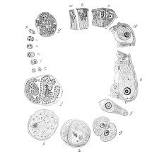 Image result for Lankesteria