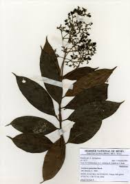 Image result for Gaertnera paniculata