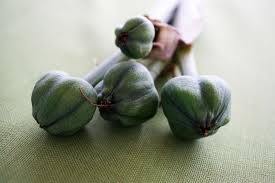 Aloe vera wird gegen verstopfung eingenommen und soll auch die wundheilung fördern. Amaryllis Aus Samen Ziehen Und Selbst Vermehren Plantura
