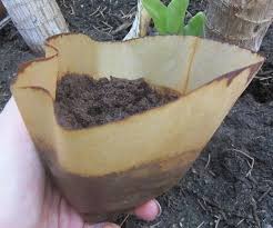 Kaffeesatz Als Blumendunger Kaffeesatz Hortensien Garten Pflanzen