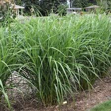 Image result for Pycreus gracillimus