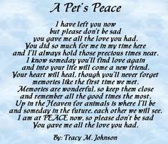 Check out this collection of sympathy quotes for the loss of. 10 Rainbow Bridge Ideas Rainbow Bridge Pet Loss Dog Quotes