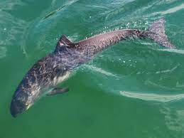 Marsuinul Phocoena Phocoena Delfinul Din Marea NeagrÄƒ DeÈ™tepÈ›i Ro