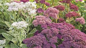 Succulent with tall purple flowers. How To Grow Tall Sedum Garden Gate