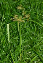 Image result for Cyperus distans