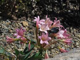 Image result for Ammocharis baumii