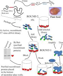Cdna bibliothek wird auf agarplatte gegeben zum wachsen —> jede kolonie repräsentiert eine mrna in einer zelle 2. A Protocol For Phage Display And Affinity Selection Using Recombinant Protein Baits Protocol Translated To German