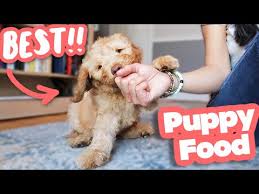 Common health problems for goldendoodles. Your 2021 Guide To The Best Dog Food For Goldendoodles K9 Web