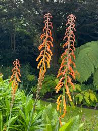 Image result for Kniphofia thomsonii