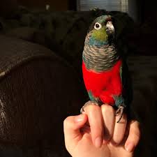 We did not find results for: My Crimson Bellied Conure Soaking Up Some Sunshine Parrots