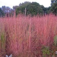 Image result for Andropogon chinensis