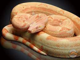 Coral Albino Boa Have His Name Is Kevin Most Relaxed Snake I Own Red Tail Boa Pet Snake Reptile Snakes