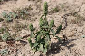 Image result for Cantinoa americana