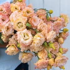 Image result for Oxyanthus goetzei